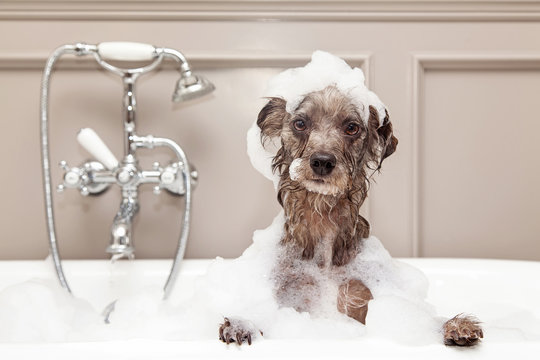 A dog in a freshly installed bath — the Misbourne Plumbing family